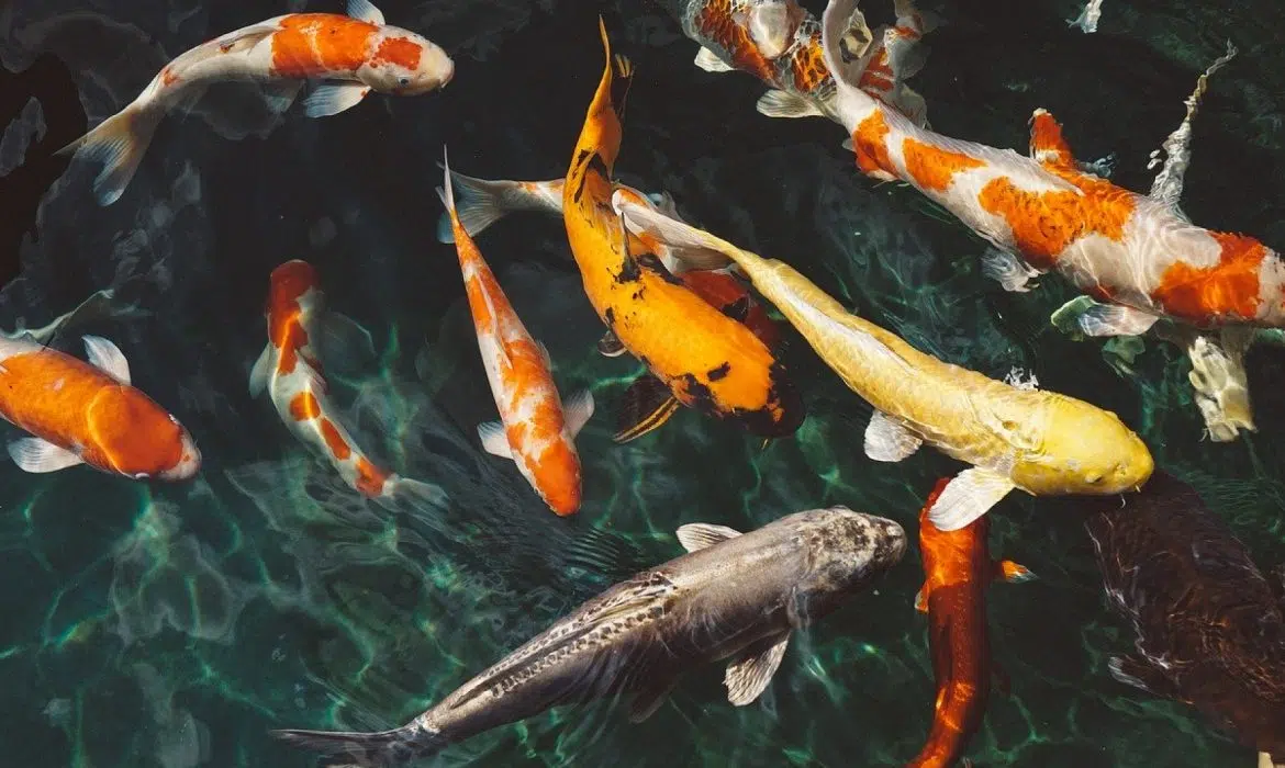 Les poissons à Marseille qu’il faut découvrir