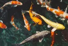 Les poissons à Marseille qu’il faut découvrir