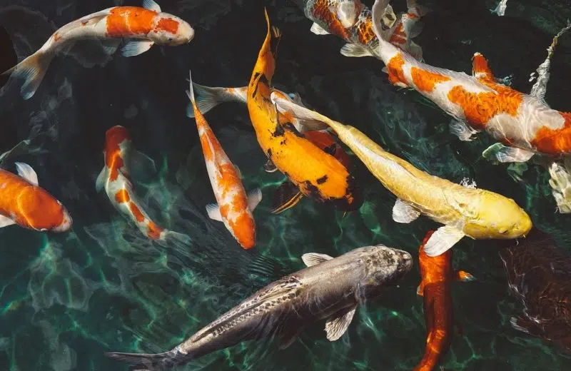 Les poissons à Marseille qu’il faut découvrir