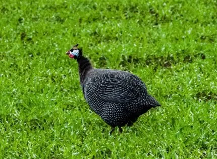 4 formidables recettes de pintade à découvrir absolument