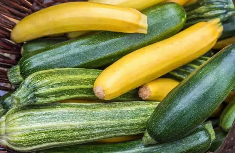 Tout savoir sur la courgette jaune