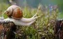 Comment faire cuire des escargots surgelés