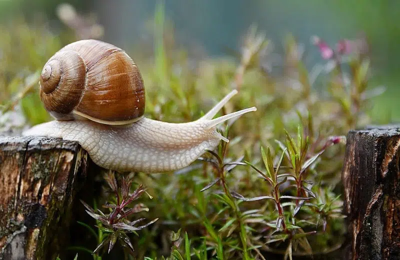 Comment faire cuire des escargots surgelés