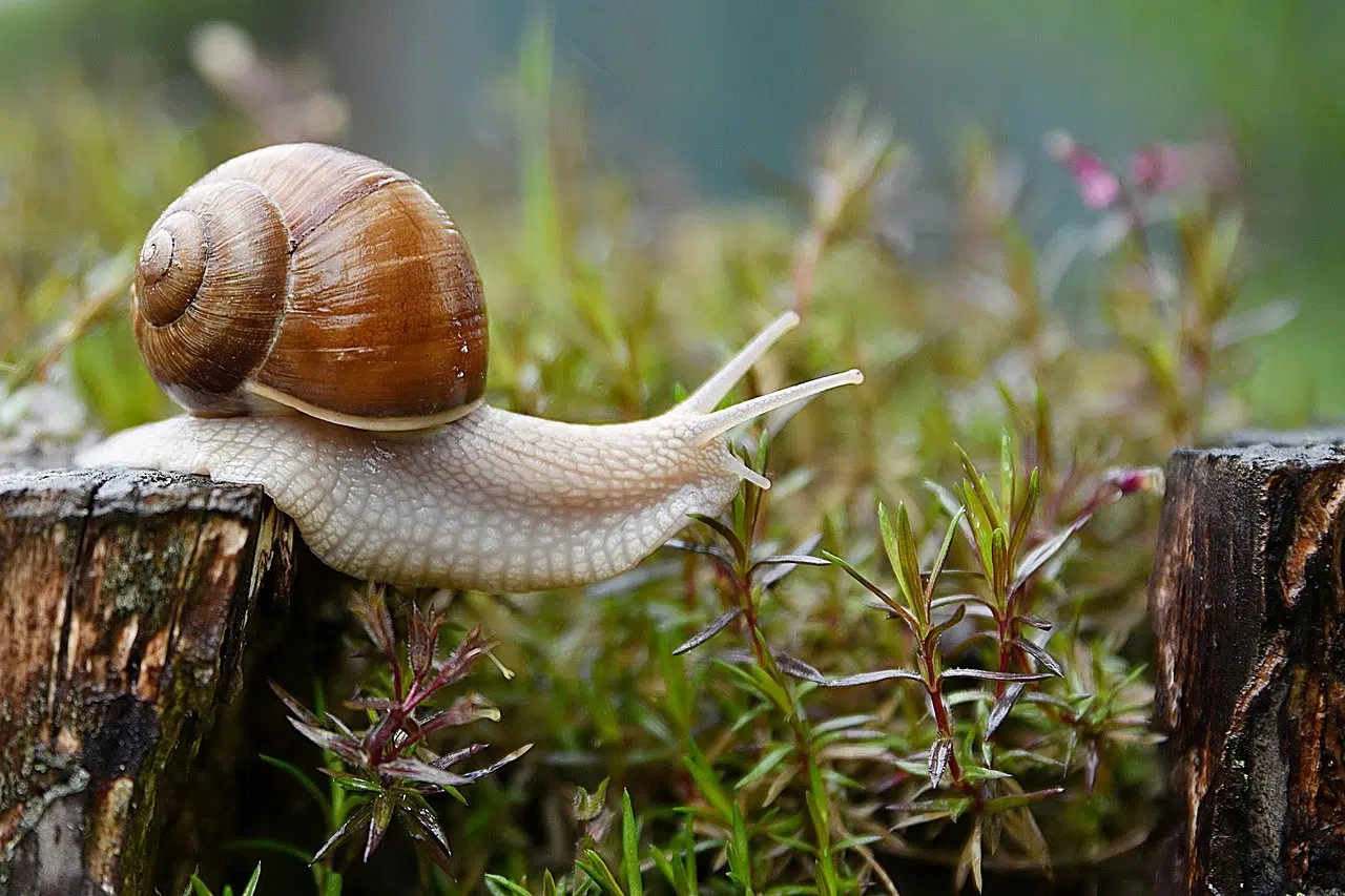 escargot
