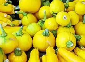courgette jaune