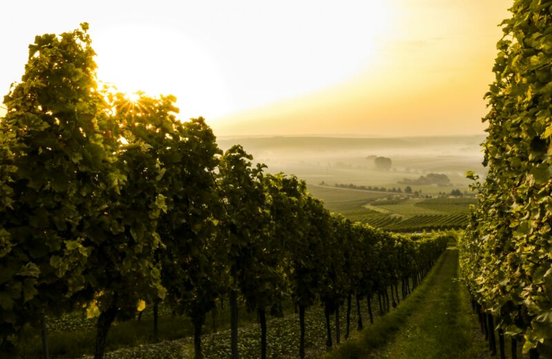 vignes