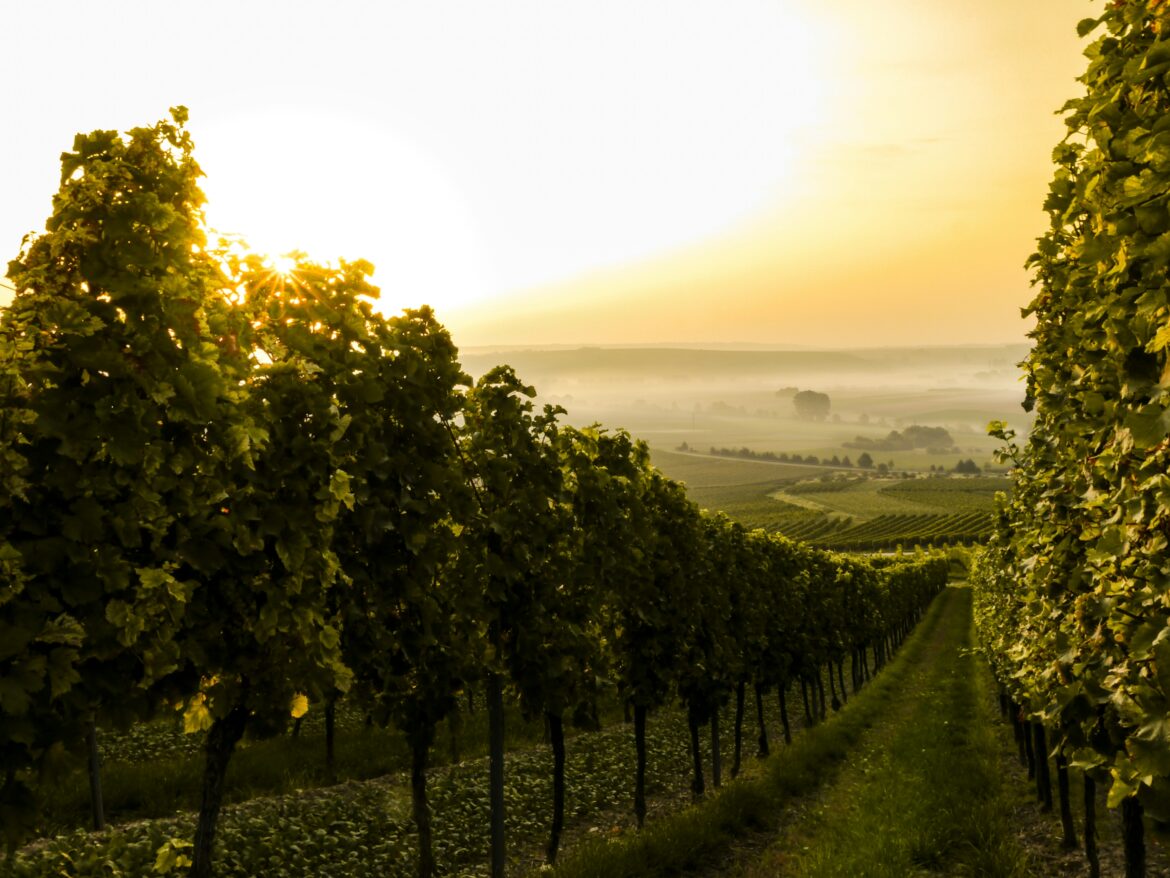vignes
