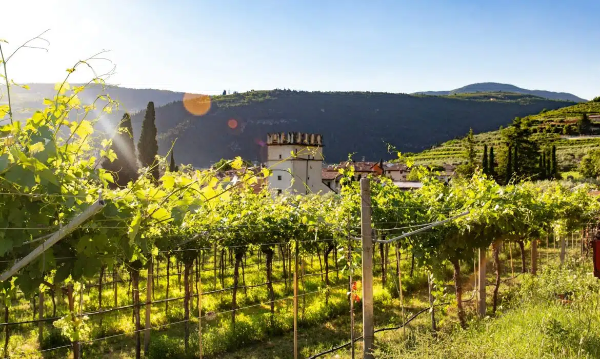 L’Italie, un pilier incontournable de l’univers des vins rouges