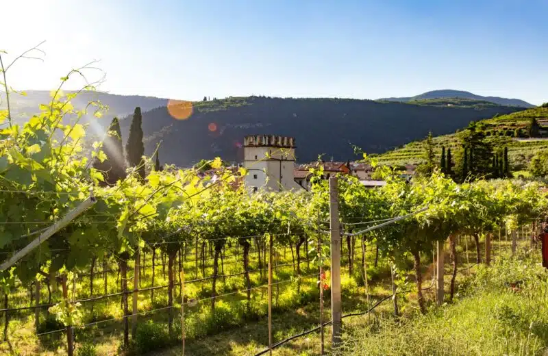 L’Italie, un pilier incontournable de l’univers des vins rouges