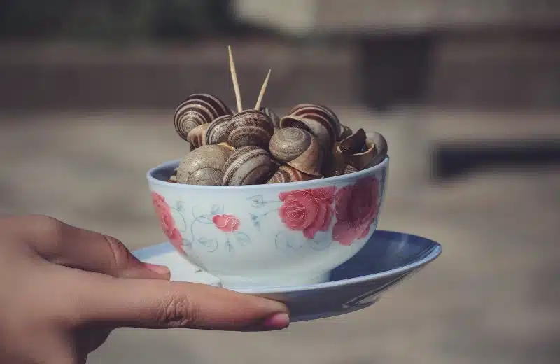 Comment faire cuire et cuisiner des escargots ?